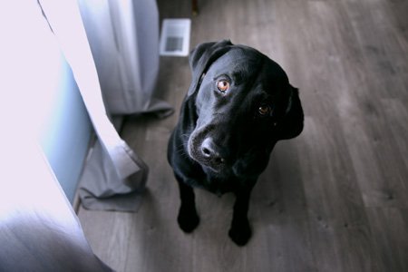 ein süßer Hund der fragend schaut